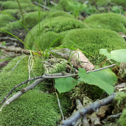 Moss