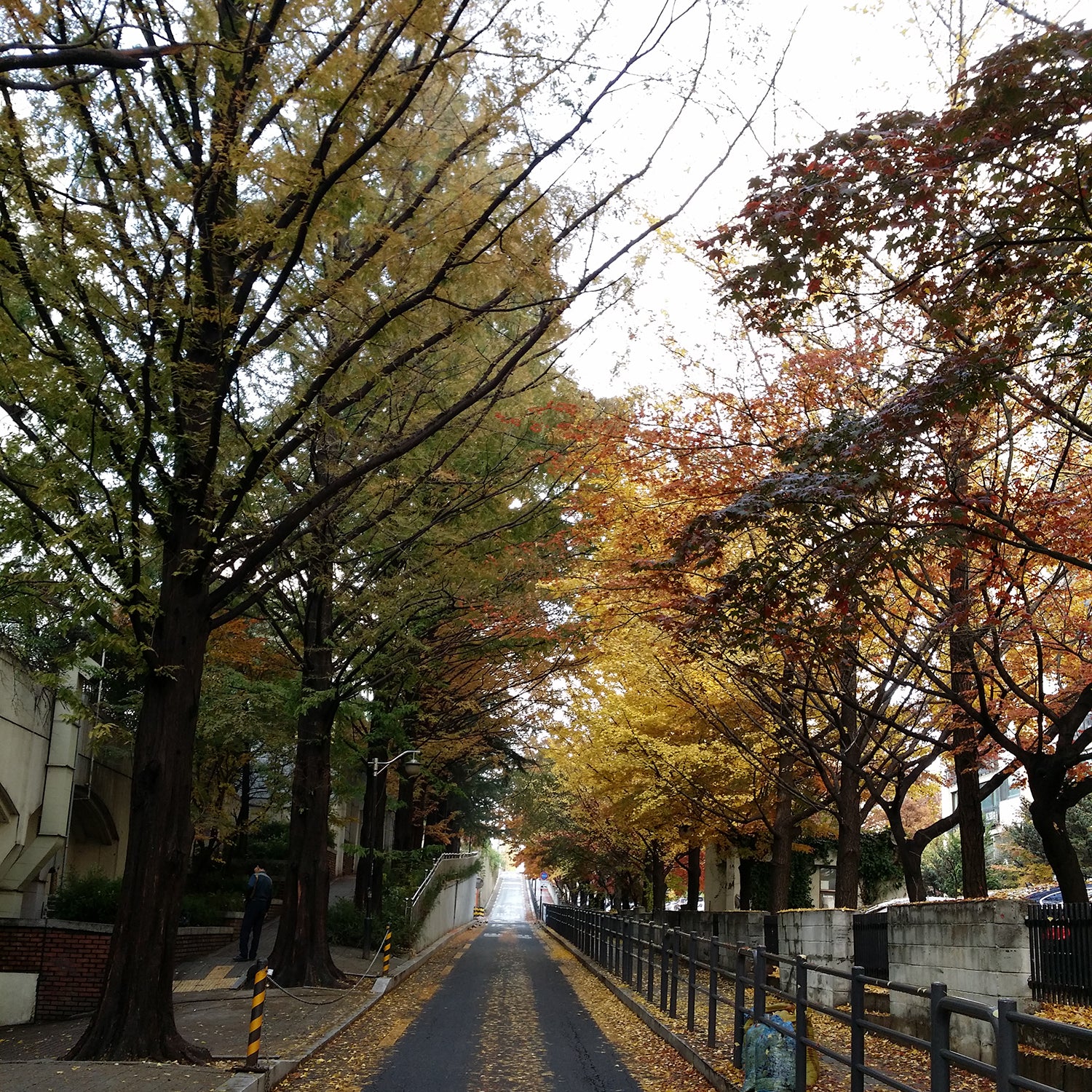 Fall in the Road