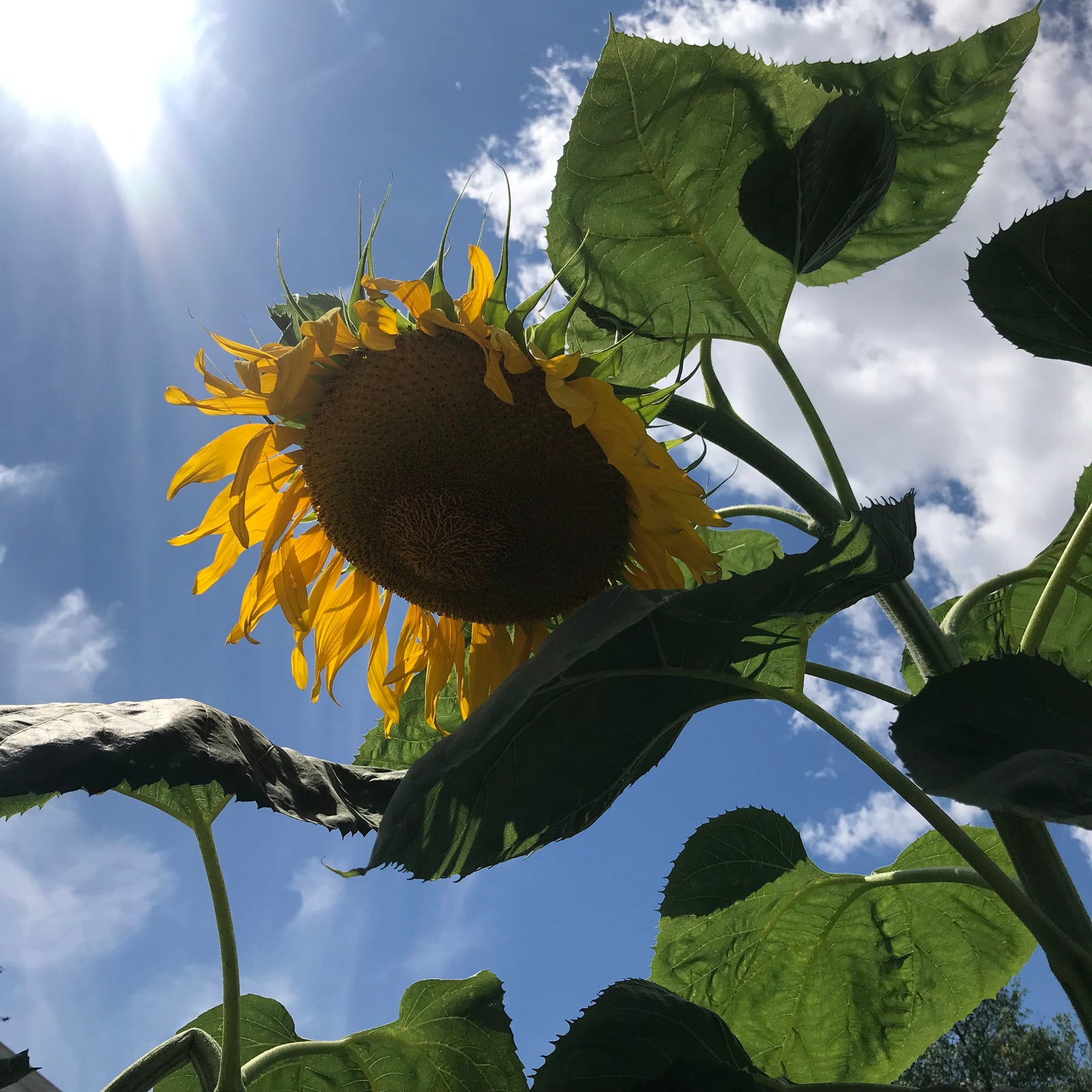 Sunflower