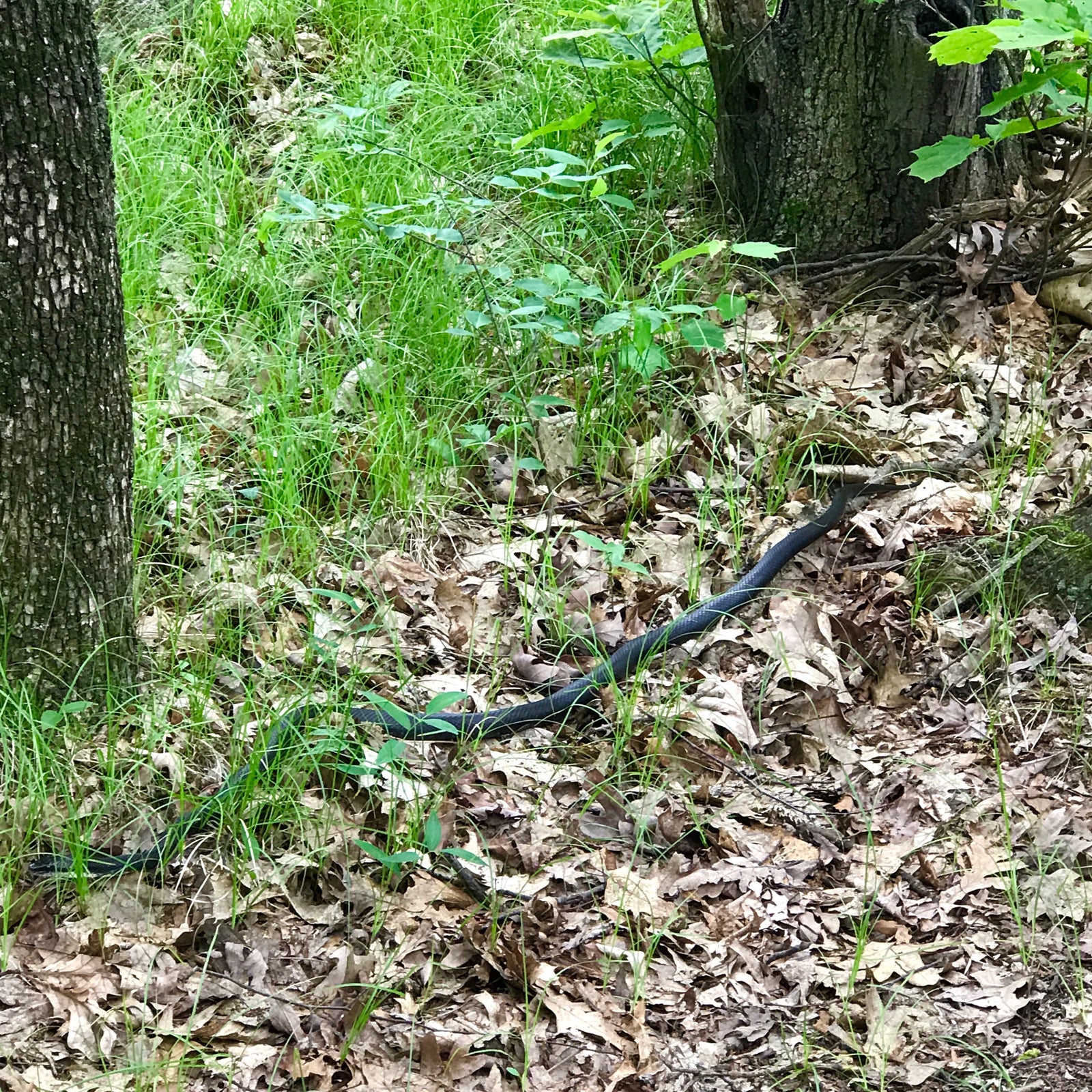 Snake