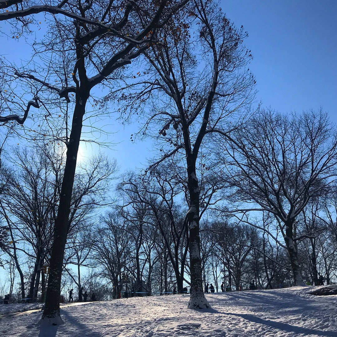 Tree, Snow, Sky, Sun, People...