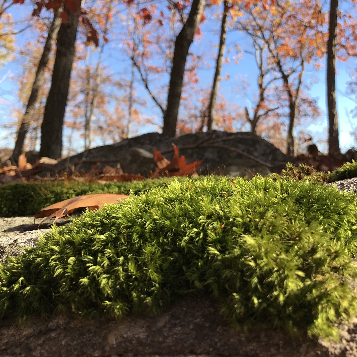 Fall color