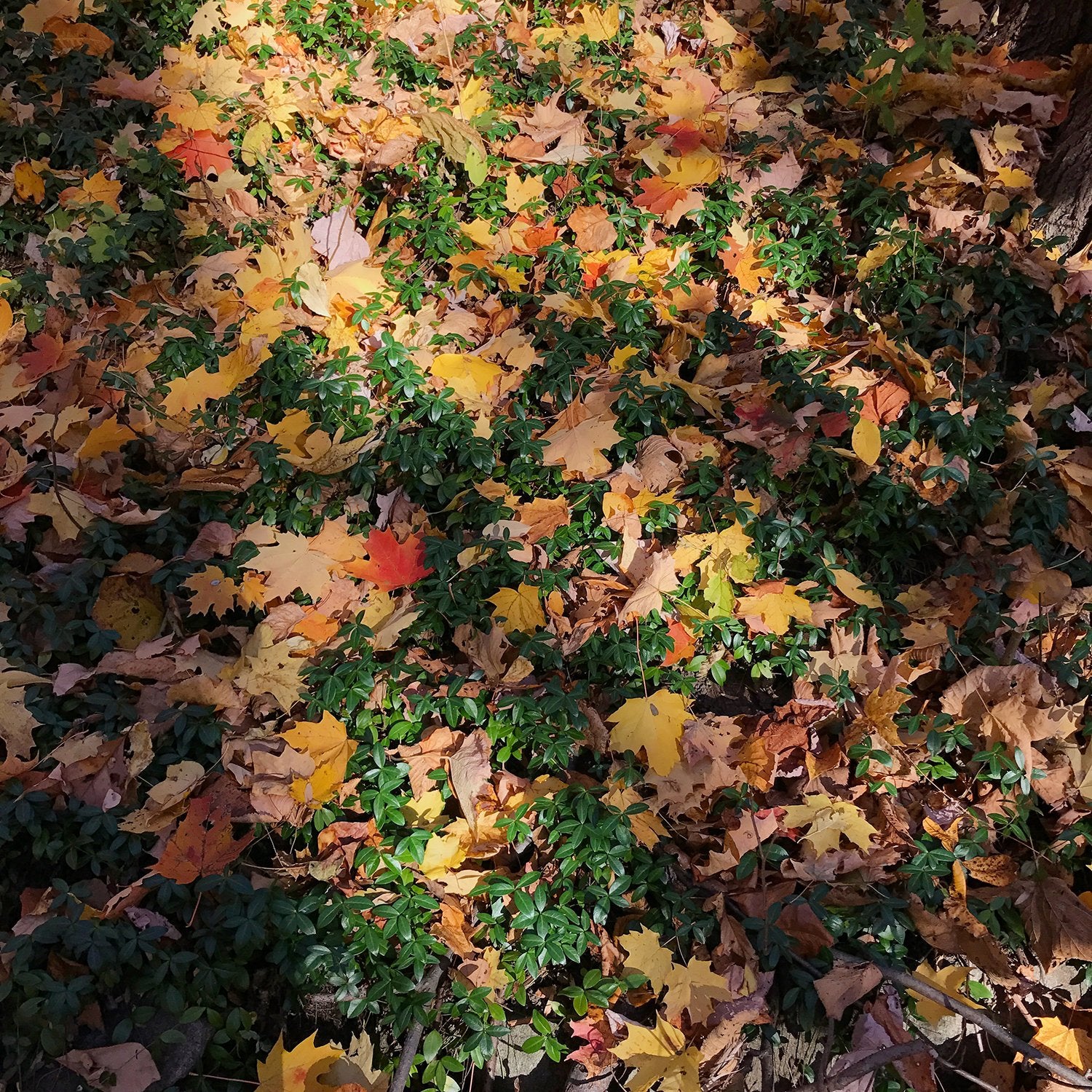 Contrast color