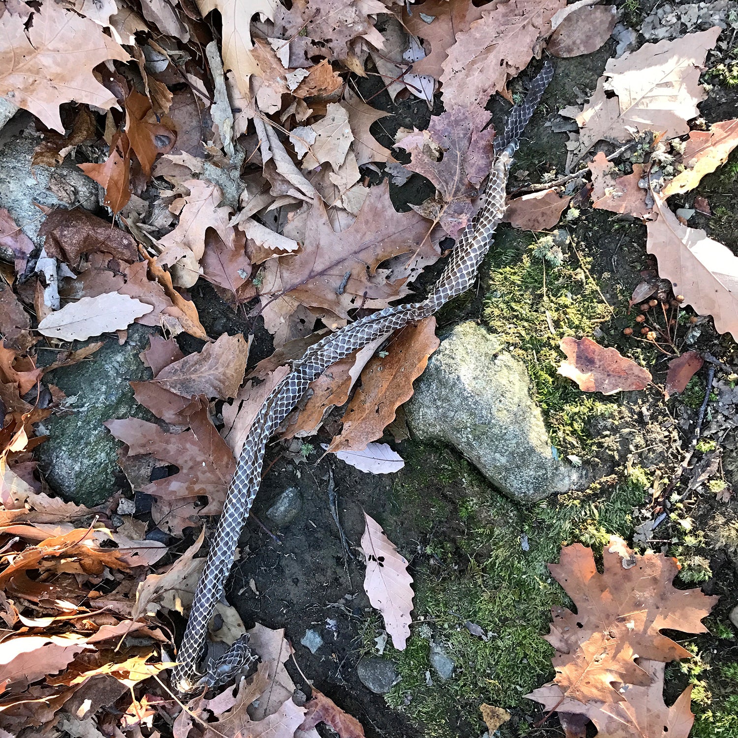 Snake skin