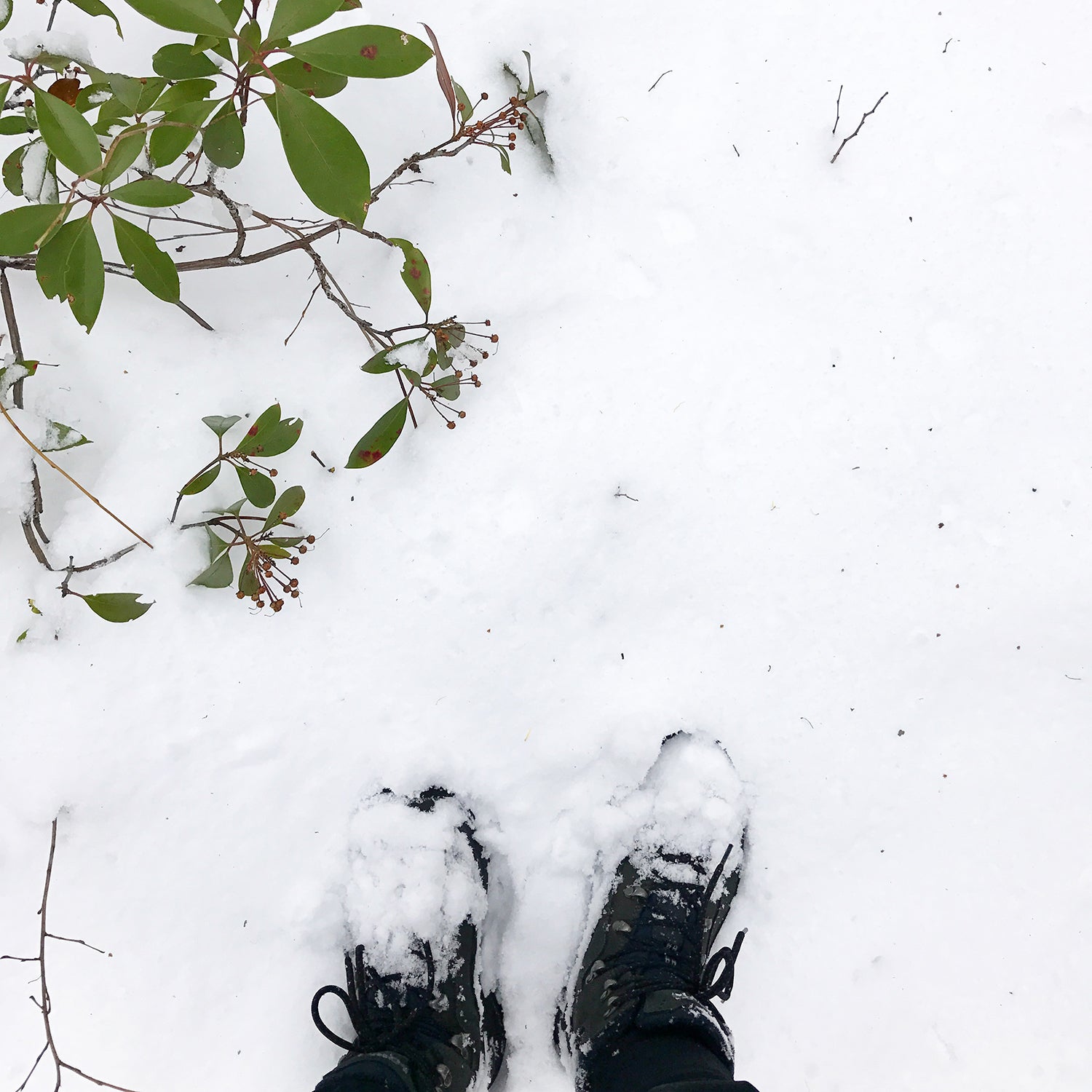 The first snow of 2016